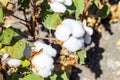 White Blooming cotton bush in springtime close-up