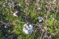 The blooming cotton capsules