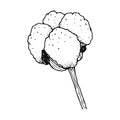 Blooming cotton. Doodle style. Black and white vector illustration. Drawn by hand, isolated on a white background