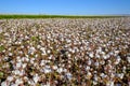Blooming Cotton Field Ready for Harvest Royalty Free Stock Photo