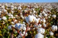 Blooming Cotton Field Ready for Harvest Royalty Free Stock Photo