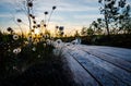 Blooming cotton grass next to a wooden road in backlight at sunset