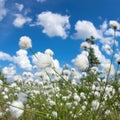 Blooming cotton grass