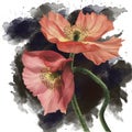Realistic picture of hand-drawn poppy flowers