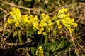 Blooming cowslips on a meadow