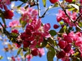 Blooming Crab Apple - Boise, Idaho Royalty Free Stock Photo