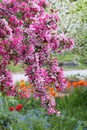 Blooming crab apple branches with pink blossoms, spring landscape in the park