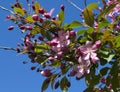 Blooming crab apple