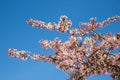 blooming crab apple tree branches and clear blue sky