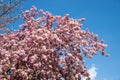 Blooming crab apple tree with lots of pink blossoms, blue sky
