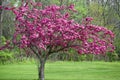 Blooming Crab Apple Tree with Purple Flowers