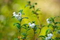 Blooming cranberries