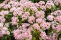 Blooming Crassula ovate commonly known as jade plant