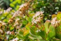 Blooming Crassula ovate in springtime, California