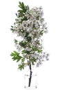 Blooming crataegus hawthorn or quickthorn in a glass vessel on a white background