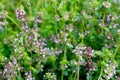 Blooming Creeping Thyme Royalty Free Stock Photo