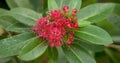 Blooming Crimson penda or red penda flowers (Xanthostemon youngii)