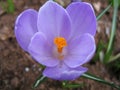 Blooming crocus