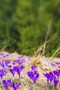 Blooming Crocus Background