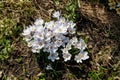 Blooming Crocus chrysanthus of the \'Prins Claus\' variety (Snow Crocus) in the garden, top view Royalty Free Stock Photo