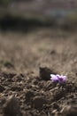 Blooming crocus in the countryside Royalty Free Stock Photo