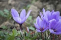 Blooming crocus in the countryside Royalty Free Stock Photo