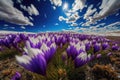 a blooming crocus field in the spring, with a blue sky and fluffy clouds Royalty Free Stock Photo