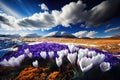 a blooming crocus field in the spring, with a blue sky and fluffy clouds Royalty Free Stock Photo