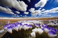 a blooming crocus field in the spring, with a blue sky and fluffy clouds Royalty Free Stock Photo