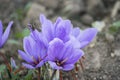 Blooming crocus in the field Royalty Free Stock Photo