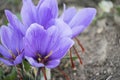 Blooming crocus in the field Royalty Free Stock Photo