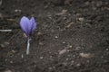 Blooming crocus in the field Royalty Free Stock Photo