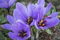 Blooming crocus,group of flowers Royalty Free Stock Photo