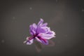 Blooming crocus,over water Royalty Free Stock Photo