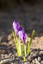 Blooming crocus or saffron flower at spring Royalty Free Stock Photo