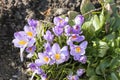 Blooming crocus or saffron flower at spring Royalty Free Stock Photo