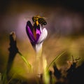 Blooming Crocus in Spring with wasp Royalty Free Stock Photo