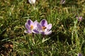 Blooming crocuses on a background of green grass. Spring awakening of nature in the sunlight. Pollination of fruit plants. Joyful Royalty Free Stock Photo