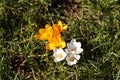 Blooming crocuses on a background of green grass. Spring awakening of nature in the sunlight. Pollination of fruit plants. Joyful Royalty Free Stock Photo