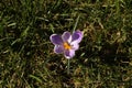 Blooming crocuses on a background of green grass. Spring awakening of nature in the sunlight. Pollination of fruit plants. Joyful Royalty Free Stock Photo