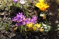 Blooming crocuses on a background of green grass. Spring awakening of nature in the sunlight. Pollination of fruit plants. Joyful Royalty Free Stock Photo