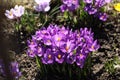 Blooming crocuses on a background of green grass. Spring awakening of nature in the sunlight. Pollination of fruit plants. Joyful Royalty Free Stock Photo