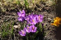 Blooming crocuses on a background of green grass. Spring awakening of nature in the sunlight. Pollination of fruit plants. Joyful Royalty Free Stock Photo