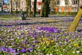 Blooming crocuses on the Emmaplein in Groningen
