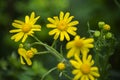 A blooming crown daisy