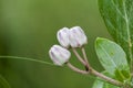 Blooming Crown Flower, Giant Milkweed, Calotropis gigantea, Giant Calotrope Flower