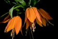 Blooming Crown imperial flowers on a black background