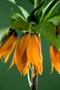 Blooming Crown imperial flowers on a green background