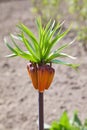 Blooming crown imperial fritillaria or Kaiser`s crown