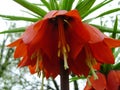 Blooming crown imperial in spring garden. Crown imperial fritillary Fritillaria imperialis flowers. Royalty Free Stock Photo